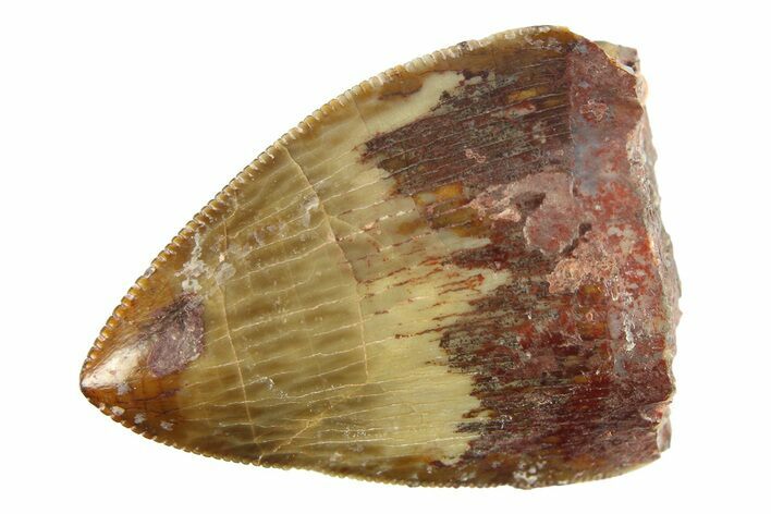 Serrated, Fossil Phytosaur (Redondasaurus) Tooth - New Mexico #284255